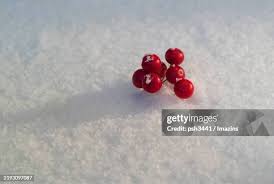 Image result for Smilax anceps