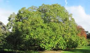 Arbre Qui Pousse Vite Notre Top 10 Des Arbres A Croissance Rapide Arbre Qui Pousse Vite Arbres A Croissance Rapide Arbre De Jardin