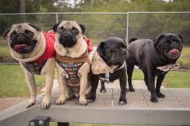 It S Not Easy Getting A Photo Of 4 Pugs Together And Keeping All Of Their Attention The Same One But It Sure Is Fun Thepugdiary Pugs Puppies French Bulldog