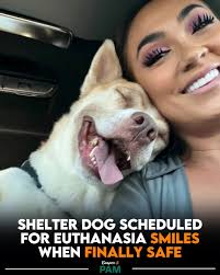 Just after the Fourth of July, a 5-year-old dog named Ricky was surrendered  to a Los Angeles shelter. The person who brought him in claimed he was a  stray, but a microchip