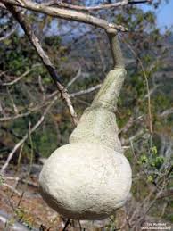 Image result for Cladostemon kirkii