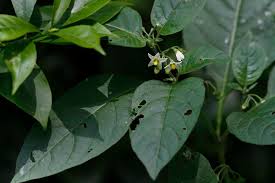 Image result for Solanum villosum