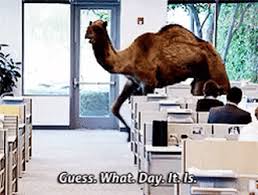 Lovely pictures of blessings and quotes for your wednesday. Top 30 Camel Gifs Find The Best Gif On Gfycat