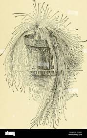 Cyclopedia Of American Horticulture Comprising Suggestions For Cultivation Of Horticultural Plants Descriptions Of The Species Of Fruits Vegetables Flowers And Ornamental Plants Sold In The United States And Canada Together With