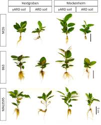 If you're educated and aware of the best techniques to defend your home, you'll be prepared to help both your home and the environment. Frontiers Genes Involved In Stress Response And Especially In Phytoalexin Biosynthesis Are Upregulated In Four Malus Genotypes In Response To Apple Replant Disease Plant Science