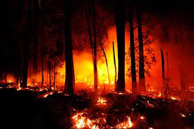 Devastating fires continue to burn across the continent, but australia will need visitors more than you may have seen terrifying images of the wildfires (known as bushfires in australia) on social. Catastrophic Australian Bushfires Derail Research