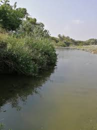 Image result for Kanahia laniflora