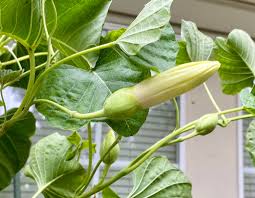 Image result for Ipomoea albivenia