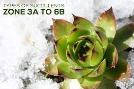 Free delivery and returns on ebay plus items for cactus & succulent plants └ plants & seedlings └ plants, seeds & bulbs └ yard, garden & outdoor living products └ home & garden all categories. Succulents Zone 3 4 5 6 New York Pennsylvania Ohio Succulents Box
