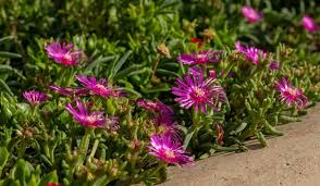 Image result for Delosperma spp.