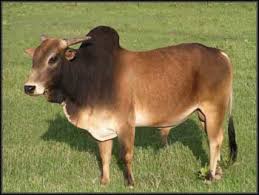 A Zebu Sometimes Known As Humped Cattle Or Brahman Is A Type Of Domestic Cattle Originating In South Asia They Are Characterized By Zebu Zebu Cattle Animals