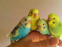 Parakeets Muhabbet Kuslari Kus Hayvanlar