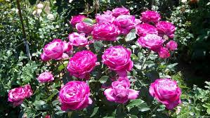 Blue River Rose Photo Rose Rose Photos Blue River