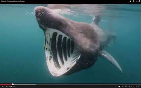 The latest messages and market ideas from requin pelerin (@molyandre) on stocktwits. Concentration Exceptionnelle De Requins Pelerins Le Long Des Cotes Bretonnes