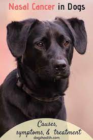When dogs with nasal cancer are treated successfully, the symptoms that accompany the cancer will usually dissipate or completely resolve. Nasal Cancer In Dogs Symptoms Causes Treatment Dogzhealth Com