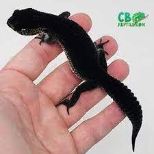 Black Night Leopard Geckos For Sale Leopard Gecko Black Leopard Gecko Leopard Gecko Cute