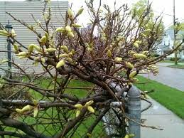 White Wisteria Buds White Wisteria Flowers Wisteria