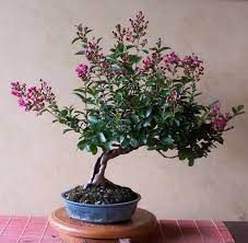 It is mostly know for the silver bark it displays with red accents. The Crape Myrtle Company Rare Miniature Dwarf Medium And Tree Crape Myrtles Learn How To Grow Prune And Fertilize Your Crape Myrtles Too