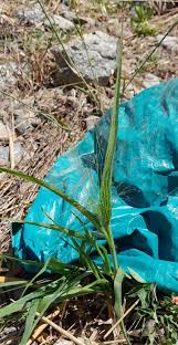 Image result for Panicum calvum