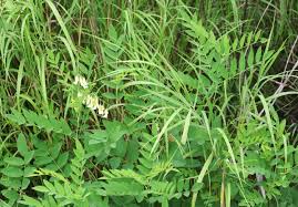 Image result for Sophora inhambanensis