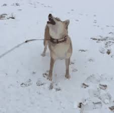 Doggo Gets Angry Too Pupper Gif Video Funny Gif Funny Funny Pictures