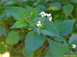 Image result for Solanum cyaneopurpureum