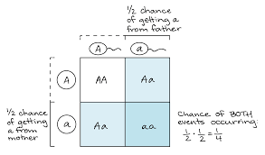 Punnett, who devised the approach. Probabilities In Genetics Article Khan Academy