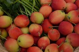 Crab apples are same as apples but bear smaller, tarter fruits. Everything You Need To Know About Crabapple Trees And Then Some