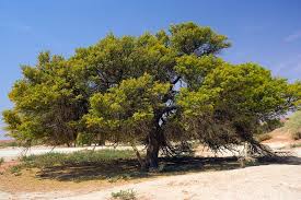 Image result for Acacia erioloba