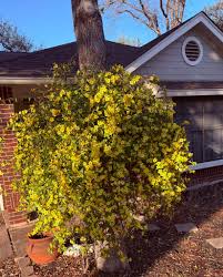 Image result for Jasminum bakeri