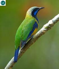 Https Www Facebook Com Wonderbirds 171150349611448 Chim Xanh Bụng Cam Chim Xanh Hong Vang Họ Chim Xanh Chloro Passaros Bonitos Fotografias De Aves Passaros
