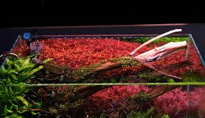 Image result for Rotala filiformis