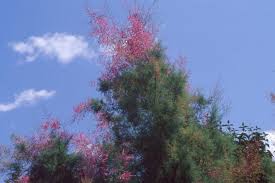 Maybe you would like to learn more about one of these? Tamarix The Morton Arboretum