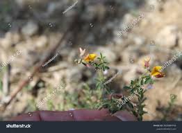 Image result for Argyrolobium stolzii