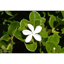 Image result for Carissa praetermissa