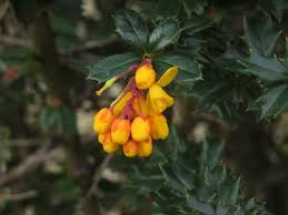 Image result for Berberis darwinii