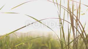 Female Hand Touching Grass In Summer Nature Stock Footage Ad Touching Grass Female Hand Nature Gif Grass Nature Hd