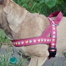 neuer norweger aufregender spaziergang kleidung fur hunde hundehalsband nahen hundegurt