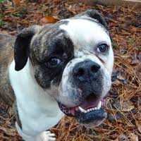 A sweet american bully from a corpus shelter with advanced heartworm disease and neglect. American Bulldog Rescue Adoptions