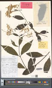 Image result for Achyrospermum ciliatum