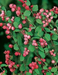 Symphorine Magic Berry Arbuste Chevrefeuille Arbustif Berry