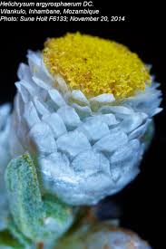 Image result for Helichrysum argyrosphaerum