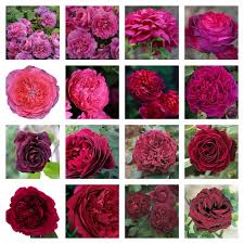 David austin began breeding roses as a hobby, something to entertain himself with through james, david became fascinated by the idea of breeding plants, recognizing a potential subject in roses. David Austin Roses In An English Country Garden Vicki Archer
