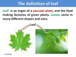 The Definition Of A Leaf My Chosen Material Vascular Plant Plant Physiology Photosynthesis
