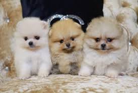 Check spelling or type a new query. Pomeranian Colors Pomeranians Recongnized Coat Colors