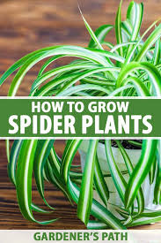 Spider plant is an ornamental indoor plant. How To Grow And Care For Spider Plants Gardener S Path