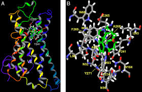 Artificial intelligence, in silico modeling, machine learning, mathematical modeling, systems biology, natural language processing (nlp), virtual physiological patients biosensors and diagnostic agents. In Silico Modeling Of Htas2r46 And Its Putative Mode Of Interaction Download Scientific Diagram