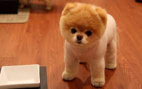 Which Dog Breed Do You Look Like In 2020 Boo The Cutest Dog Cute Pomeranian Boo The Dog