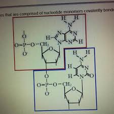 Rna contains uracil, instead of thymine. Nucleic Acids Are Biological Polymers That Are Comprised Of Nucleotide Monomers Covalently Bonded Brainly Com