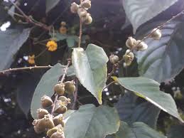 Image result for Gouania tiliifolia